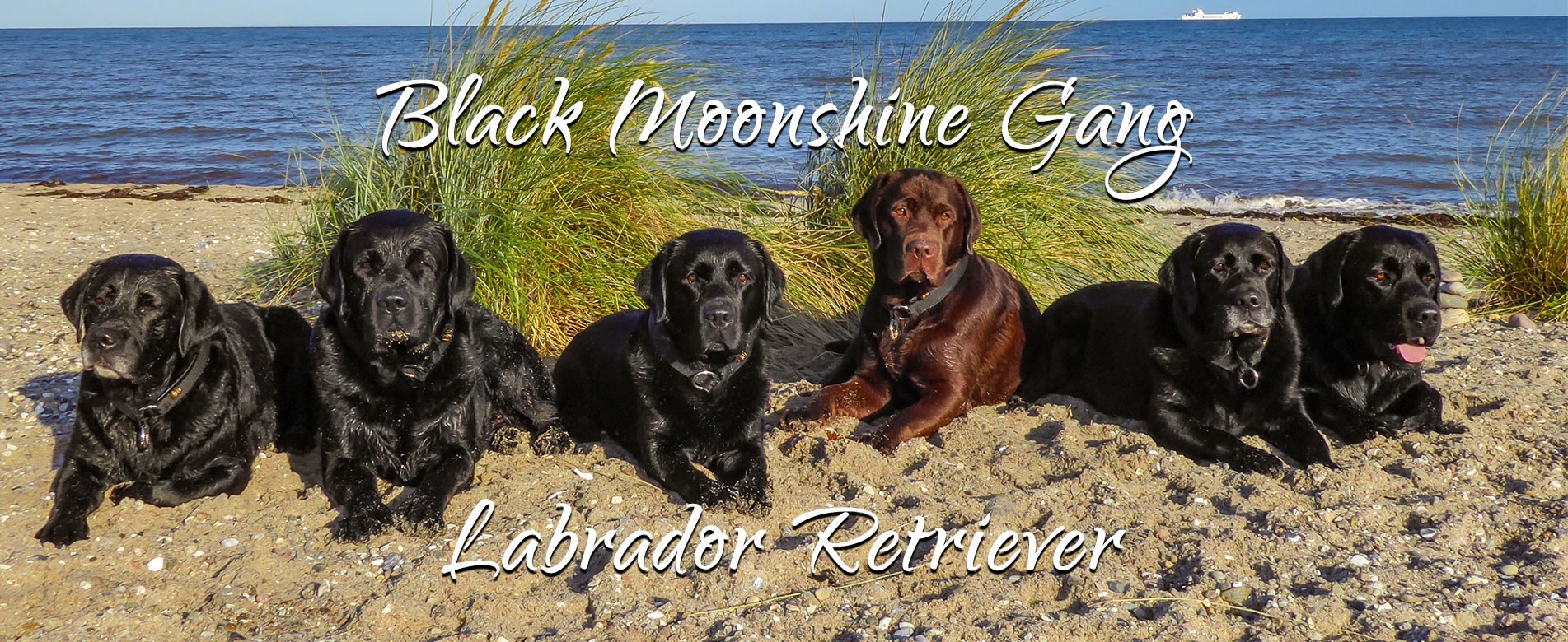 Black Moonshine Gang / FCI Labrador Zucht