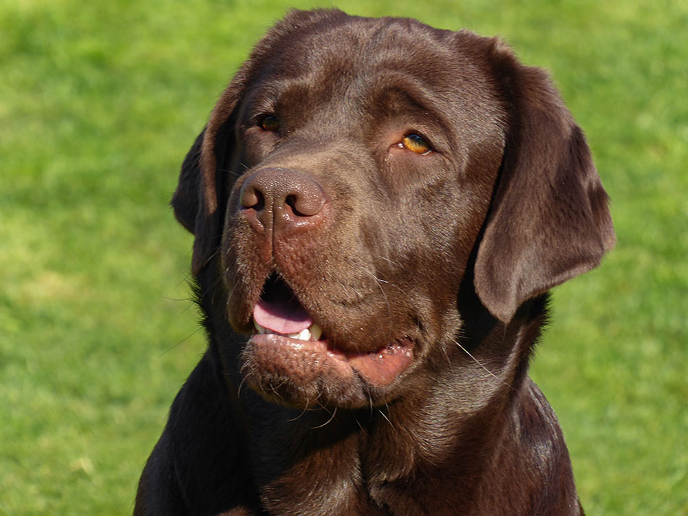 Kennel Black Moonshine Gang