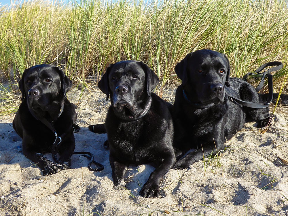 FCI Labrador Zucht / Black Moonshine Gang