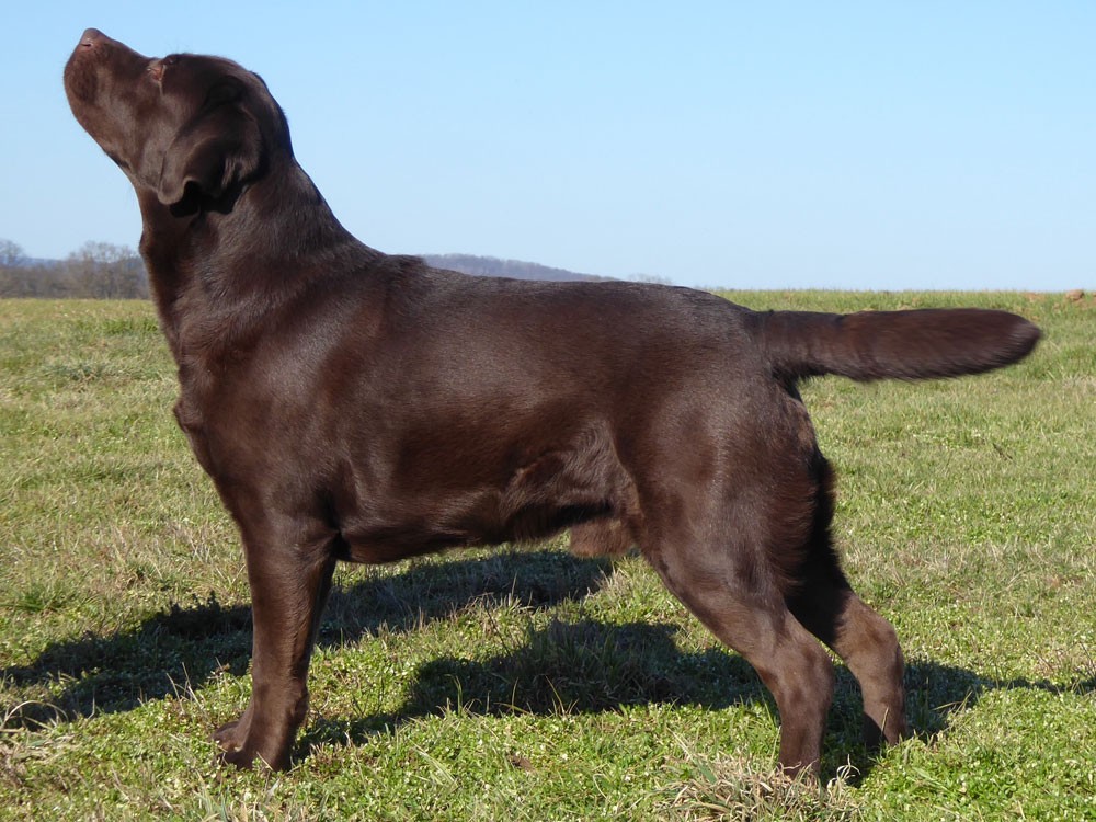 Kennel Black Moonshine Gang