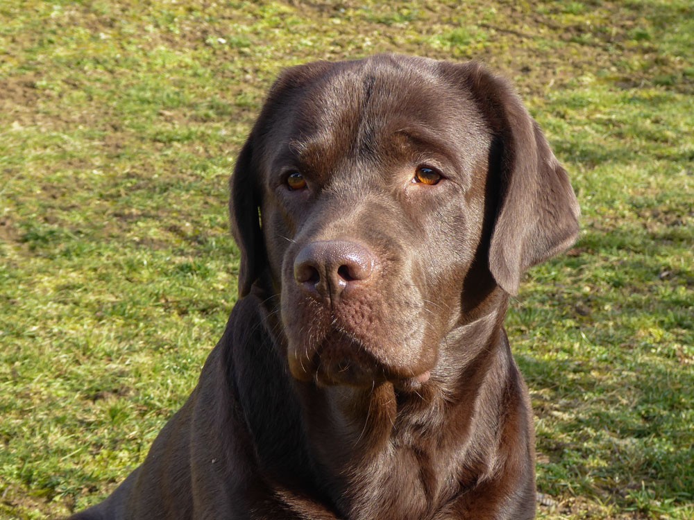 Kennel Black Moonshine Gang