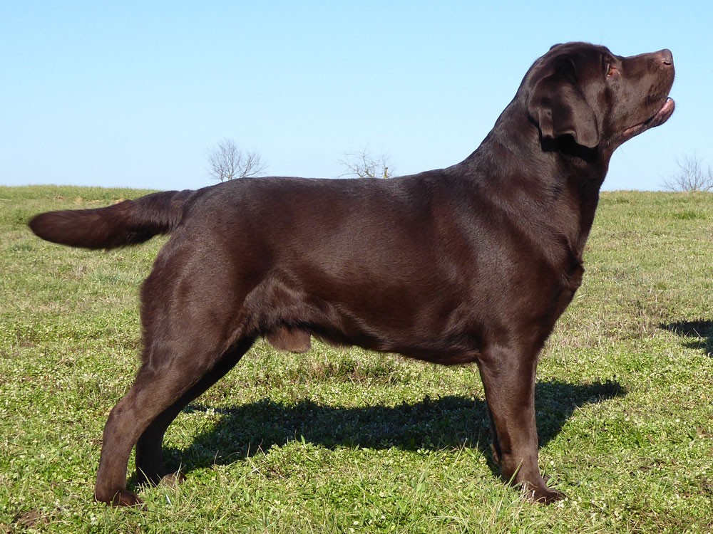 Kennel Black Moonshine Gang