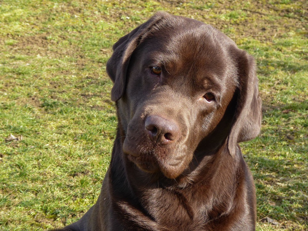 Kennel Black Moonshine Gang