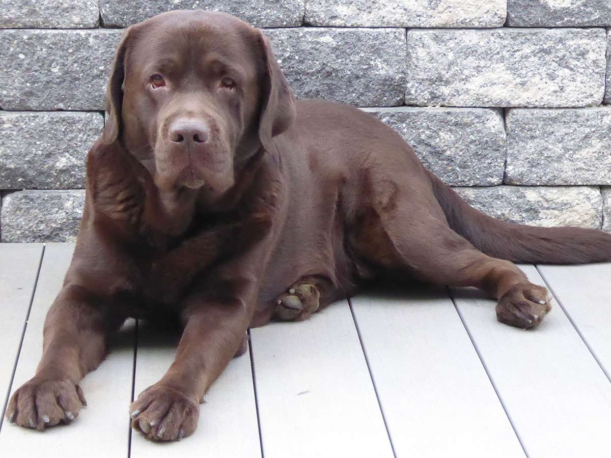 Zairus Master Of Wundering Heights