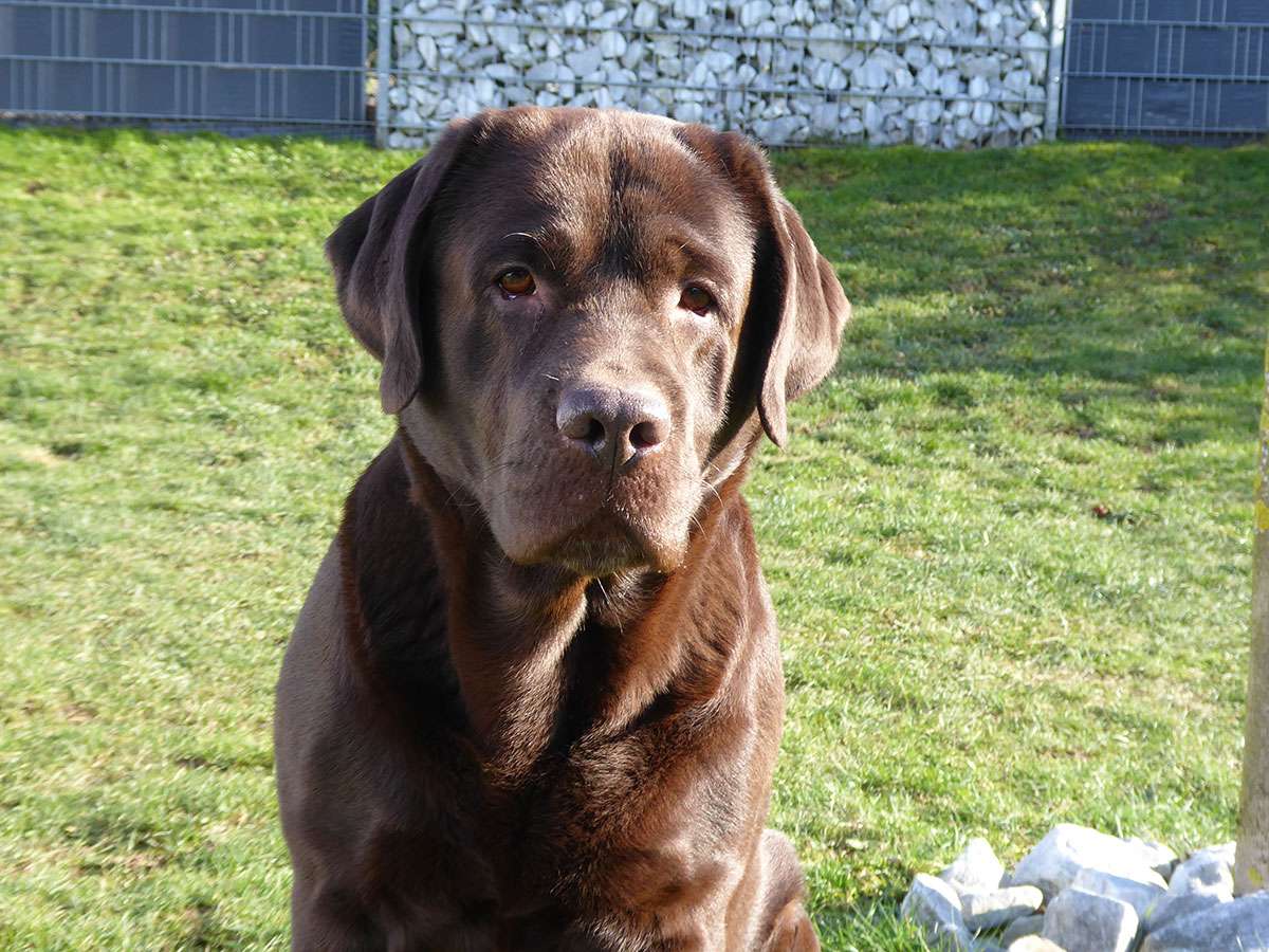 Zairus Master Of Wundering Heights