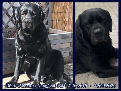 Black Moonshine Gang Coal Ila 30.10.2016 - 26.9.2025
