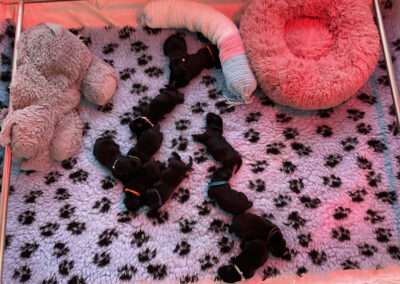 Black Moonshine Gang I-Wurf