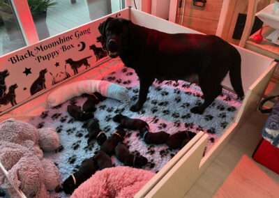 Black Moonshine Gang I-Wurf