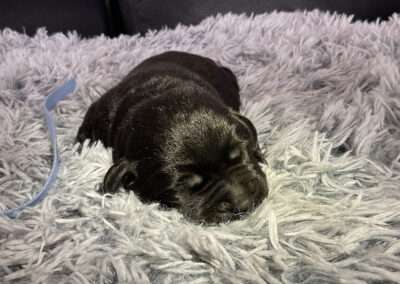 Herr Hellblau 6 Tage alt