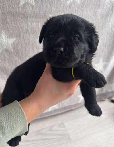 Black Moonshine Gang I-Wurf 3,5 Wochen alt