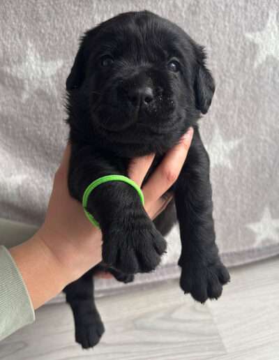 Black Moonshine Gang I-Wurf 3,5 Wochen alt