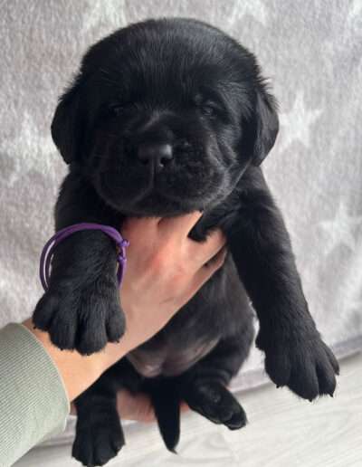 Black Moonshine Gang I-Wurf 3,5 Wochen alt