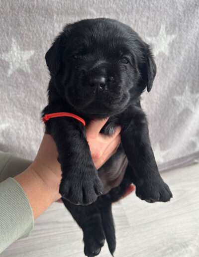 Black Moonshine Gang I-Wurf 3,5 Wochen alt