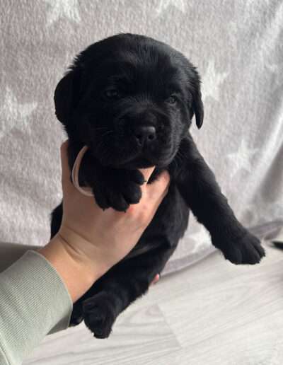 Black Moonshine Gang I-Wurf 3,5 Wochen alt