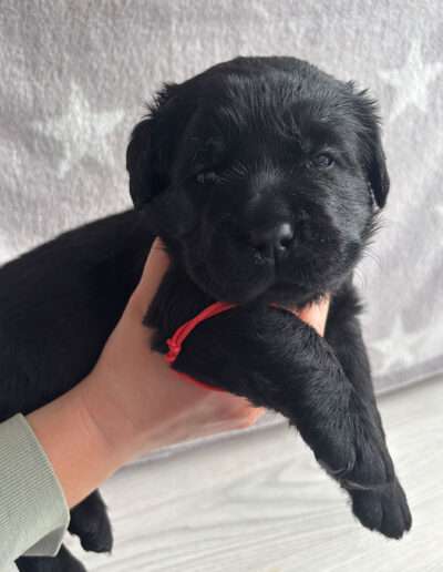 Black Moonshine Gang I-Wurf 3,5 Wochen alt