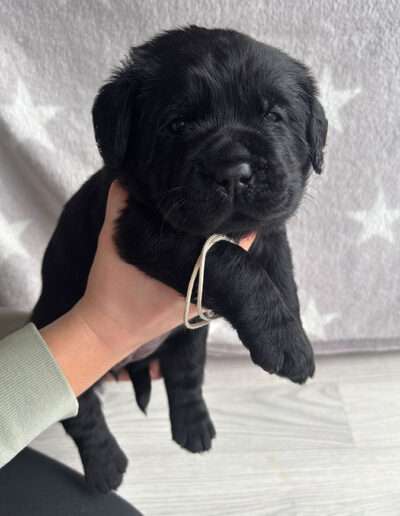 Black Moonshine Gang I-Wurf 3,5 Wochen alt