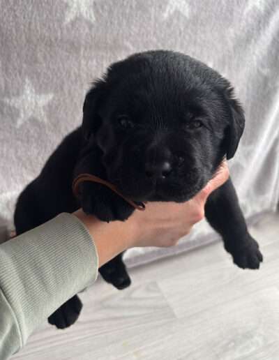 Black Moonshine Gang I-Wurf 3,5 Wochen alt