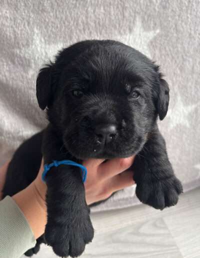 Black Moonshine Gang I-Wurf 3,5 Wochen alt