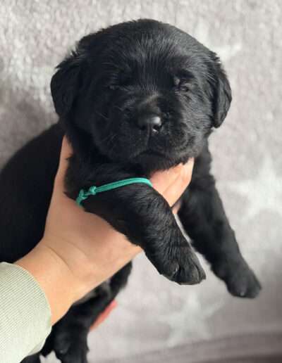 Black Moonshine Gang I-Wurf 3,5 Wochen alt