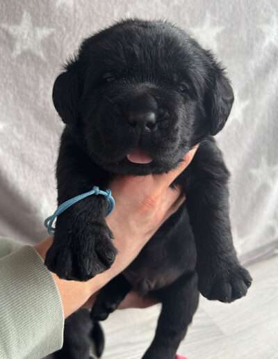 Black Moonshine Gang I-Wurf 3,5 Wochen alt