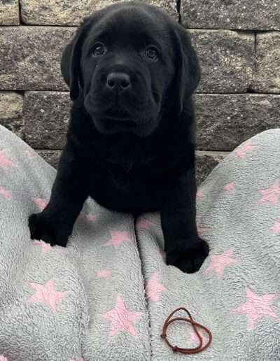 Black Moonshine Gang Isle of Arran. Herr Braun heißt jetzt Bailey.