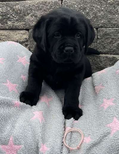 Black Moonshine Gang Isle of Colonsay. Frau Rosa wird jetzt Cara gerufen.