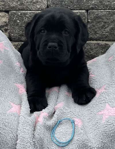 Black Moonshine Gang Isle of Harris. Herr Hellblau wird Balou gerufen.