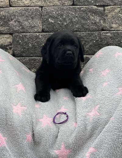Black Moonshine Gang Isle of Islay. Frau Lila heißt jetzt Ivy.