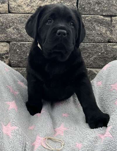 Black Moonshine Gang Isle of Jura. Frau Weiß heißt jetzt Frieda.