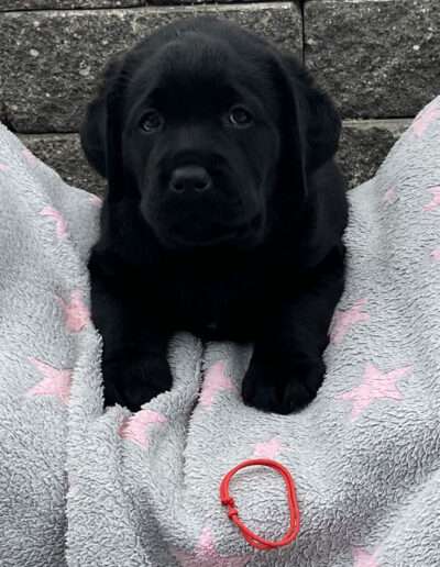 Black Moonshine Gang Isle of Lewis. Frau Rot heißt jetzt Pippa.