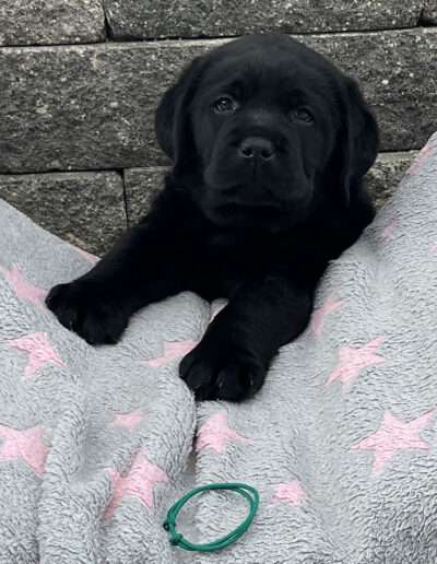 Black Moonshine Gang Isle of Man. Herr Dunkelgrün wird Louie gerufen.