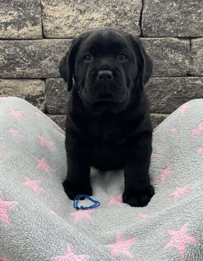Black Moonshine Gang Isle of Mull. Herr Dunkelblau heißt auch Balou.
