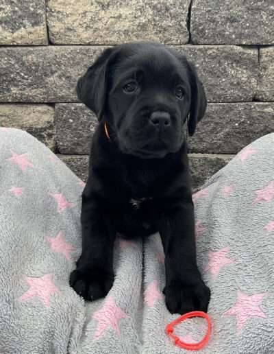 Black Moonshine Gang Isle of Orkney. Frau Orange hört jetzt auf den wunderschönen Namen Sky.