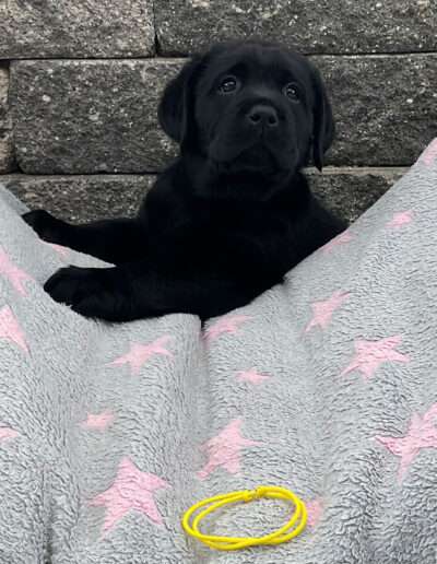 Black Moonshine Gang Isle of Skye. Frau Gelb heißt jetzt Momo.