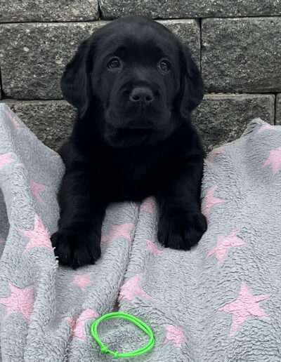 Black Moonshine Gang Isle of Wight. Frau Hellgrün heißt jetzt Ilse.