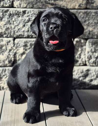 Sky - BMG Isle of Orkney